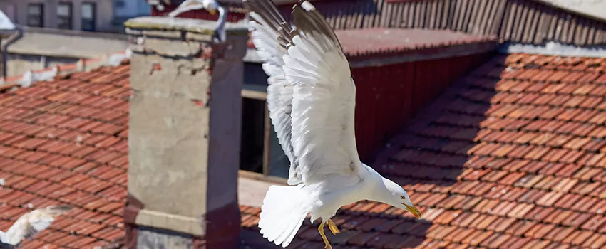Residential Chimney Animal Removal Solution in North Plainfield, NJ